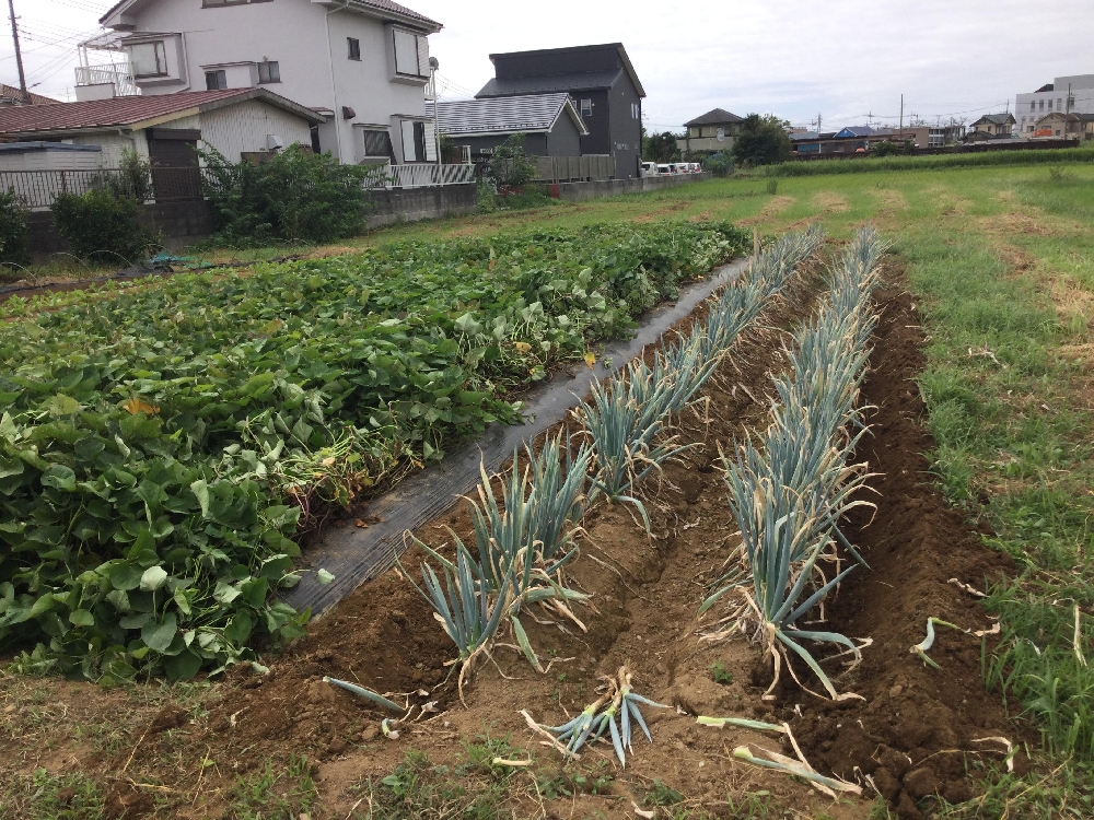 年長組・ねぎぬき